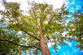 How Our Tree Care Process Works  in  Harleysville, PA