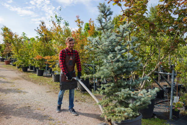 Organic Lawn Care Solutions in Harleysville, PA
